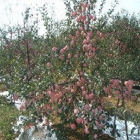 【矮化自根站苹果苗】种植/供应/基地/价格/晟博园