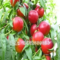 香山红油桃/香山红油桃价格/香山红油桃基地/晟博园林