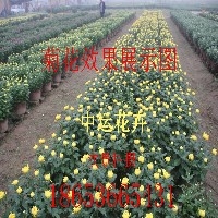 菊花  国庆菊  冬菊  普菊图1