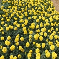 青州菊花种植||山东菊花批发基地||菊花价格||中运