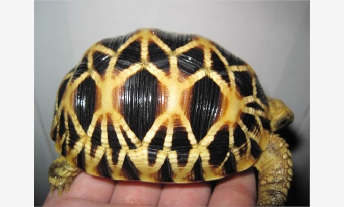 缅甸星龟