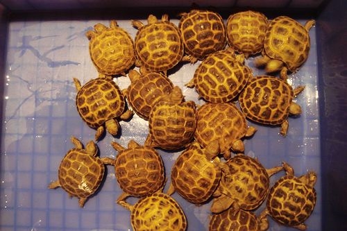 四爪陆龟