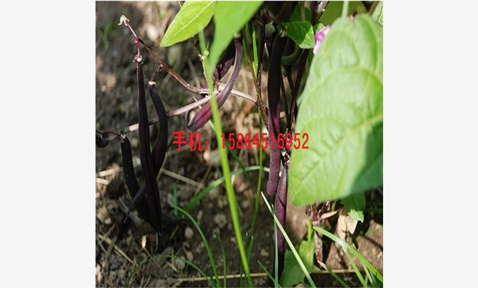 紫芸豆种子图1