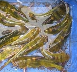 加州鲈鱼--黄颡鱼鱼苗