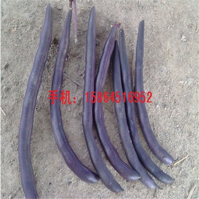 紫芸豆种子 四季豆 紫色架豆