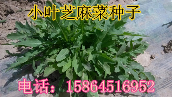 小叶芝麻菜 火箭菜种子 花叶芝麻图1
