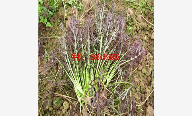 紫衣芥菜种子 紫色水晶菜 富硒蔬