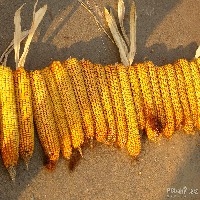 玉米种子图1