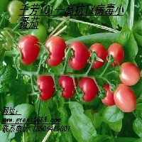 好种子，格瑞特造，济南最好的【番茄种子】厂家供应