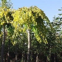 最热销的金叶垂柳，向您最大的原生态种植基地，山东鸿盛园林