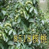 【8518核桃苗】|最高产的核桃苗|核桃苗价格|核桃树图1