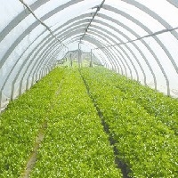 蔬菜温室大棚图1