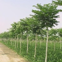 臭椿---绿化苗木