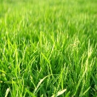 合肥人造草坪|合肥人造草坪厂家【九州】合肥人造草坪供应价格