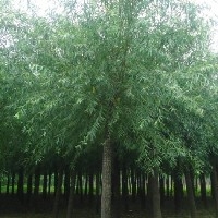 济南柳树