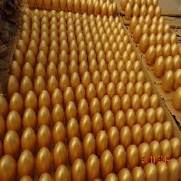 【畅销】山东金蛋批发价格优，首选临沂喜多多金蛋厂