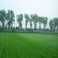 北京人造草坪图1