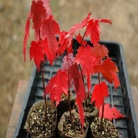 山东火热畅销的【红点红枫扦插苗】就在山东奥德农业