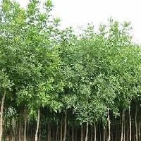 山东友缘出售价格低品种好的白蜡树苗，厂家直销，优质树种