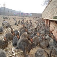 杂交野兔养殖基地