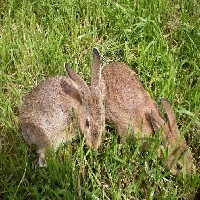 杂交野兔