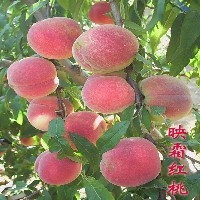 买映霜红桃苗就到青州找瓜果//山东映霜红桃苗多少钱？