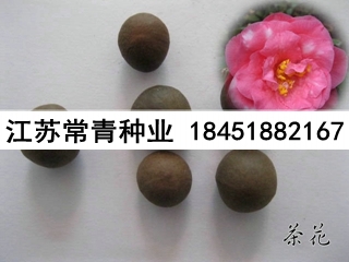 茶花种子多少钱一斤