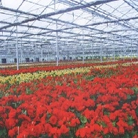 花卉大棚温室建造
