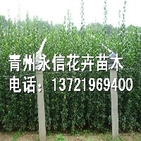 北海道黄杨（种植）哪里有卖北海道黄杨？图1