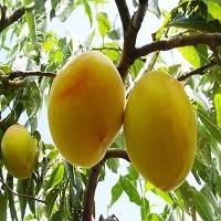 山东【黄金冠桃】种植基地专业提供各种桃树苗，可批量发货