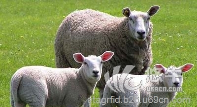 RFID羊养殖计数统计图1