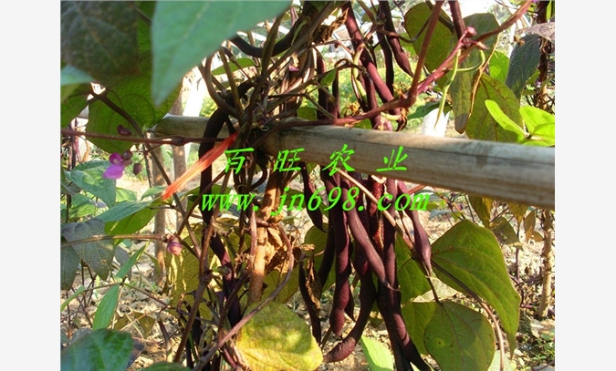 紫芸豆种子