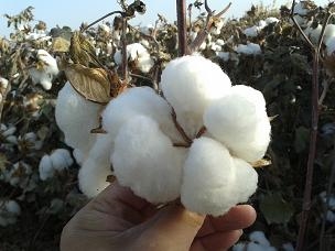新疆棉花种子