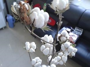 新疆高产棉花种子机采棉