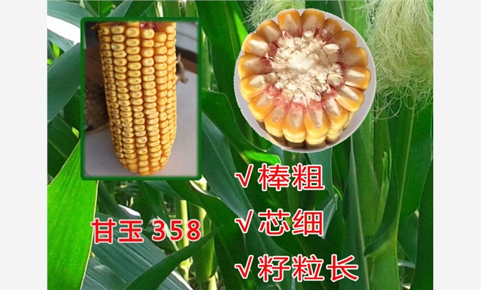 2015高产玉米品种图1