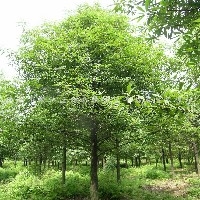 黄山栾树种植基地