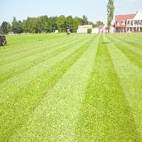 合肥足球场草坪,合肥足球场草坪种植,合肥足球场草坪供应商