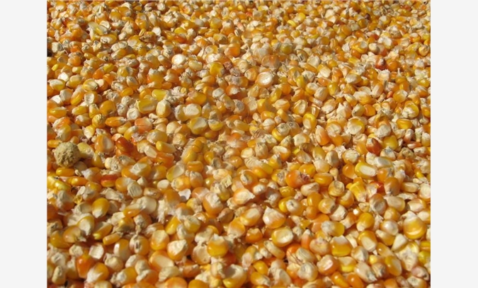 玉米小麦大豆高粱粕类图1