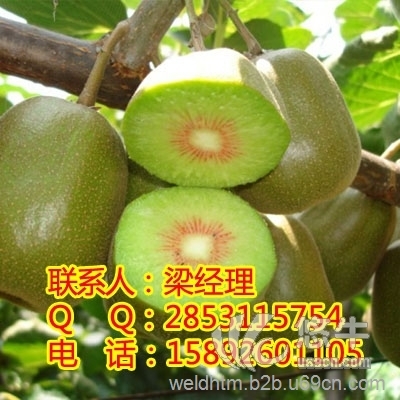 贵州猕猴桃苗销售