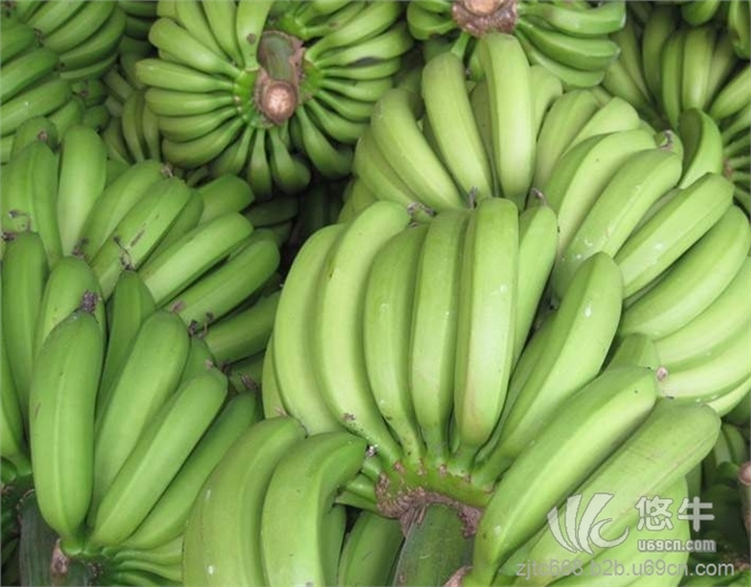 广东湛江最大香蕉产地 香蕉特产
