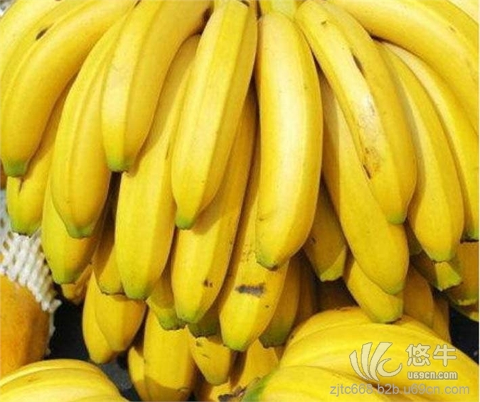 广东香蕉湛江产地 全国最大香蕉地