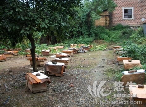 出售中华蜂蜜蜂群蜂中蜂具笼蜂 贵