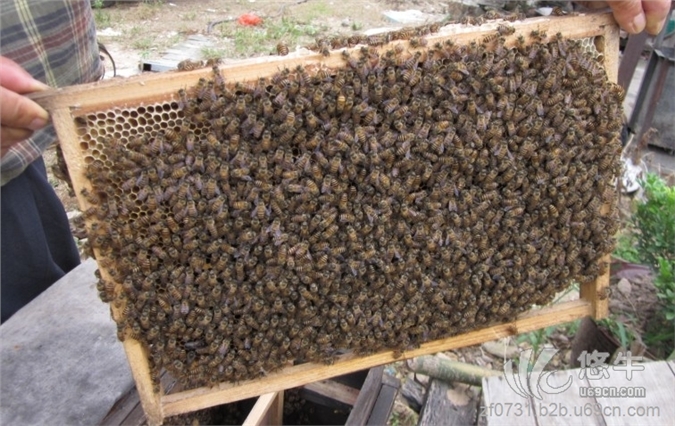 蜂群、箱蜂、中蜂、种蜂群