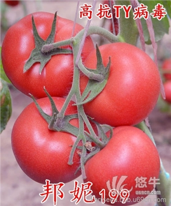 邦妮 199--最早春西红柿种子图1