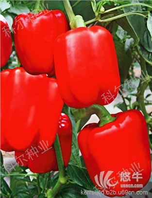 红圣达--优质五彩椒 辣椒种子