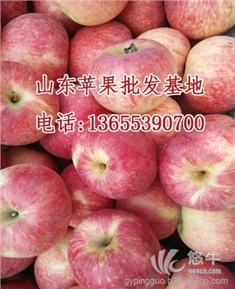 山东红富士苹果价格,