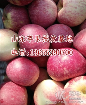 山东红富士苹果价格图1