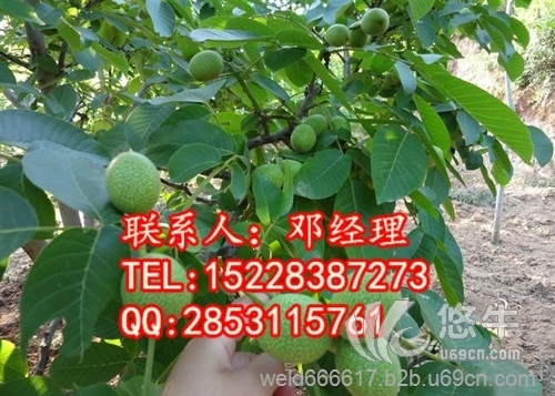 攀枝花核桃苗，攀枝花8518核桃图1