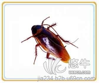 北京杀虫公司哪家好灭蟑螂灭老鼠哪图1