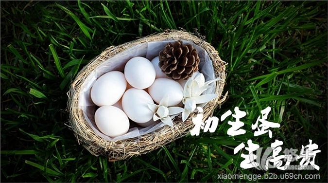 珠海鸽子蛋价格,【小孟鸽】中国互
